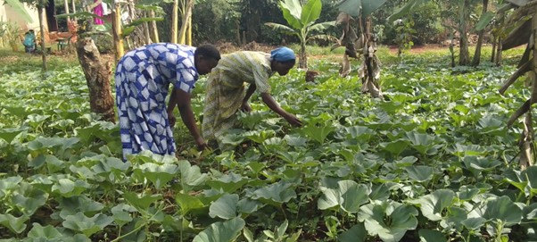 Green Financing: Powering Women and Communities Toward a Sustainable Future